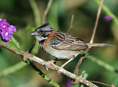 Rufous-collared Sparrow