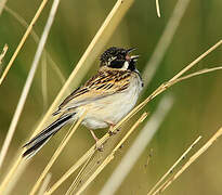 Pallas's Reed Bunting