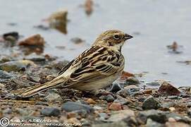 Pallas's Reed Bunting