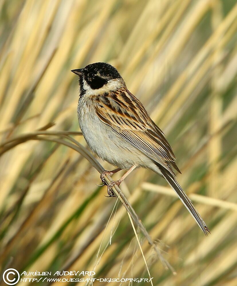 Pallas's Reed Bunting