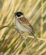 Pallas's Reed Bunting