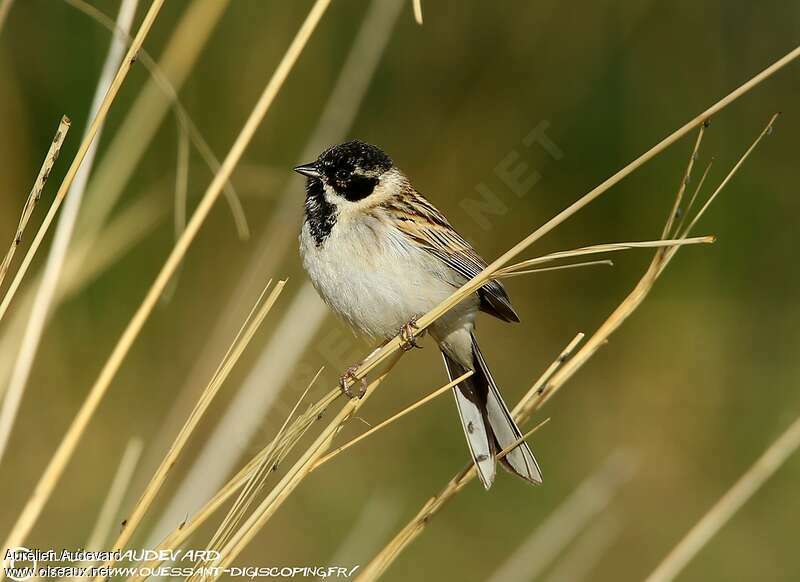 Pallas's Reed Bunting male, identification