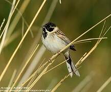 Pallas's Reed Bunting