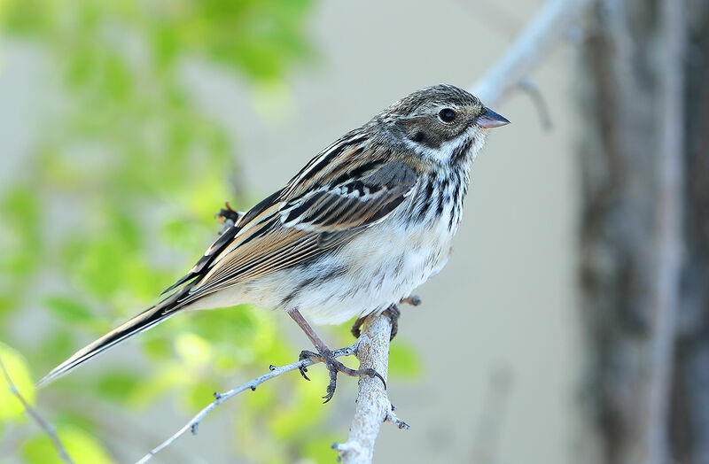 Pallas's Reed Bunting, identification
