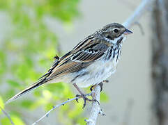 Pallas's Reed Bunting