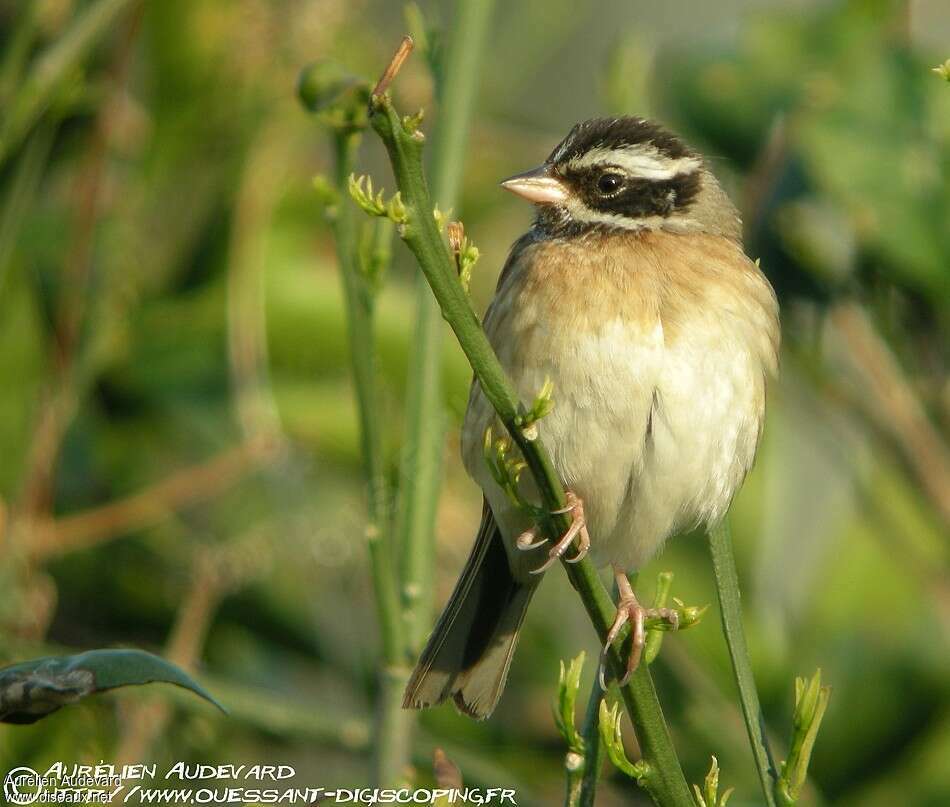 Tristram's Bunting male adult post breeding, close-up portrait