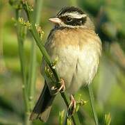 Tristram's Bunting