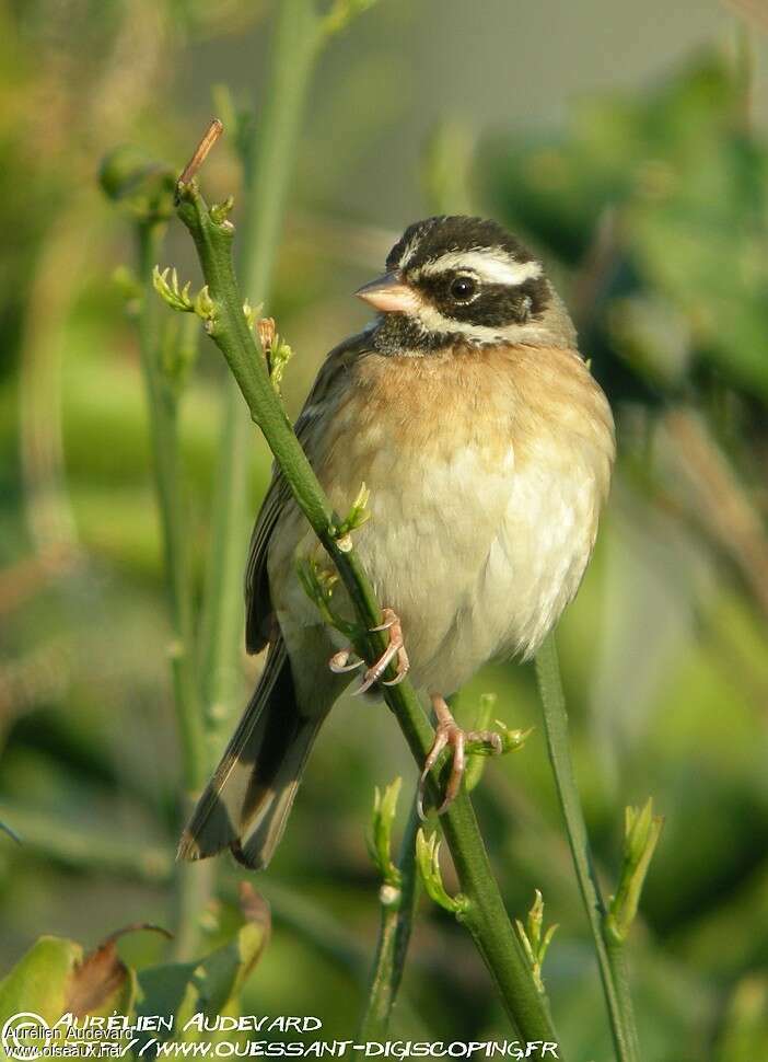 Tristram's Bunting male adult breeding, close-up portrait