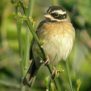 Tristram's Bunting