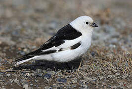 Snow Bunting