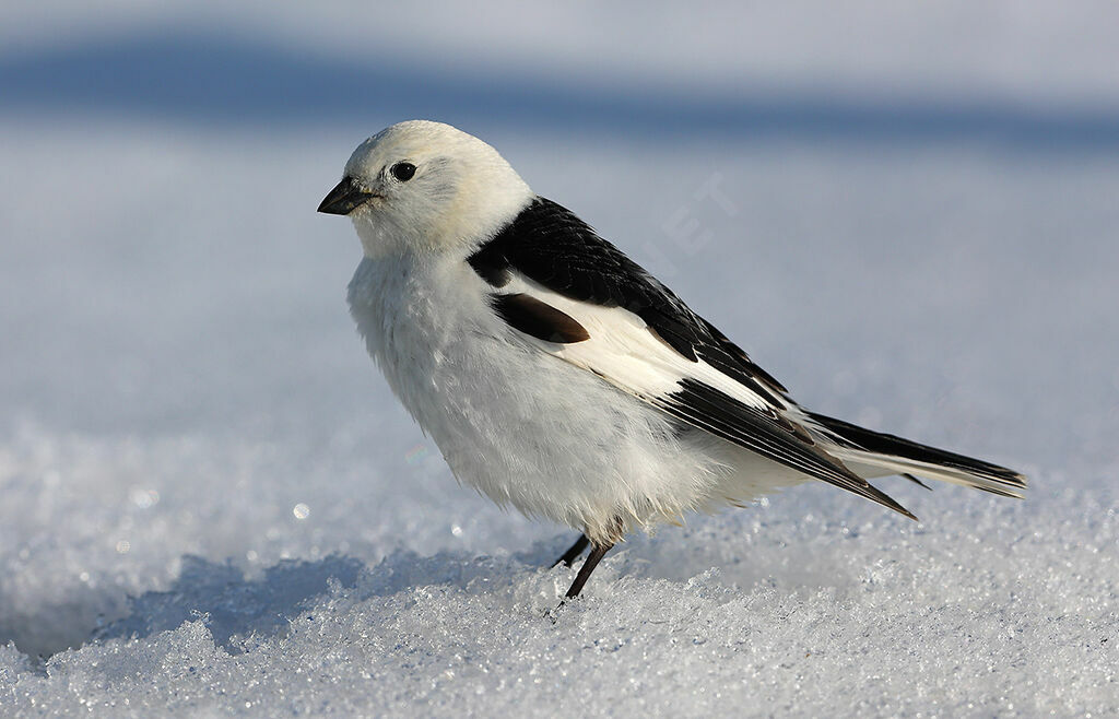 Snow Bunting