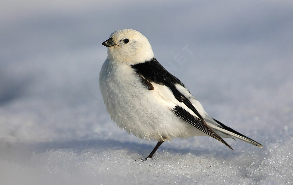 Snow Bunting male adult breeding, identification