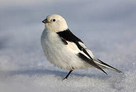 Snow Bunting