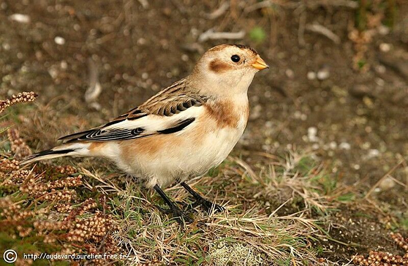 Snow Bunting