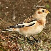 Snow Bunting