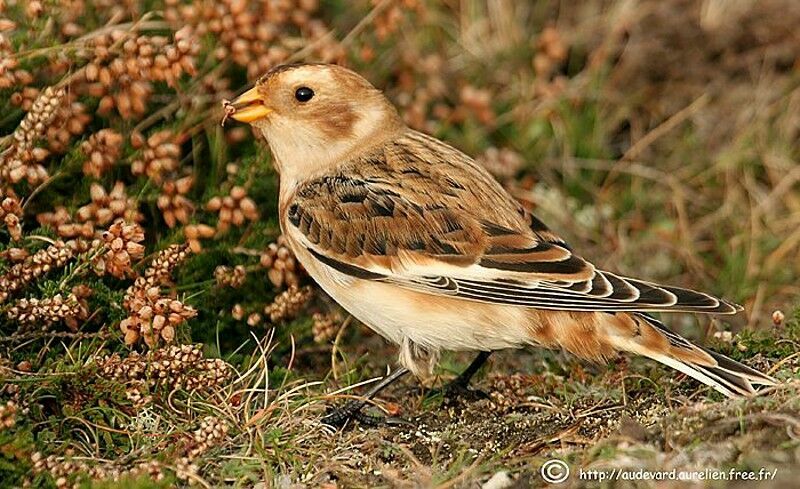 Snow Bunting