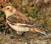 Snow Bunting