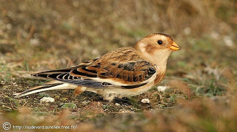 Snow Bunting