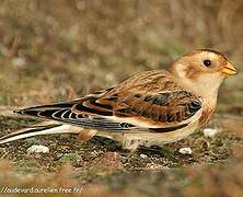 Snow Bunting