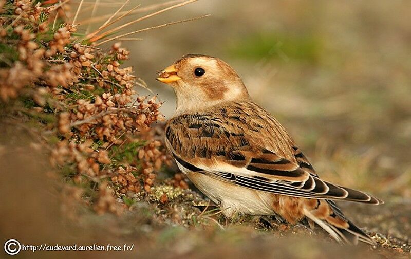 Snow Bunting