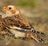 Snow Bunting