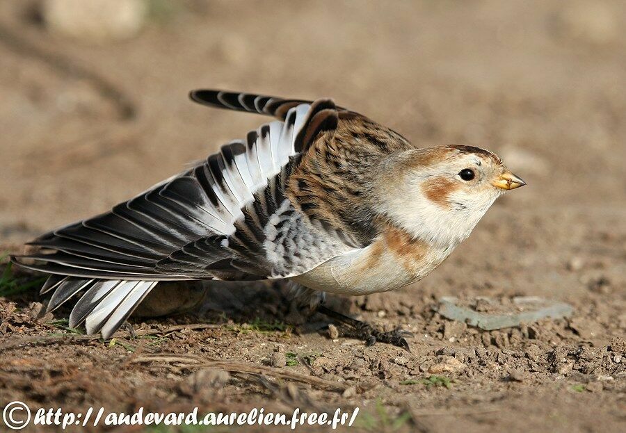 Snow Bunting