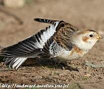 Snow Bunting