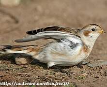 Snow Bunting