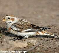 Snow Bunting