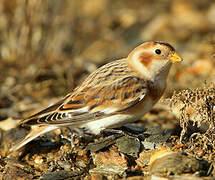 Snow Bunting