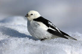 Snow Bunting