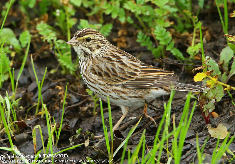 Savannah SparrowSecond year, identification