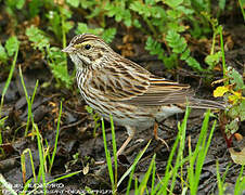 Savannah Sparrow