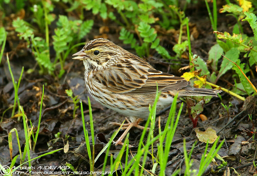 Bruant des prés, identification