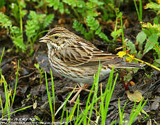 Savannah Sparrow