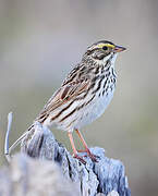 Savannah Sparrow