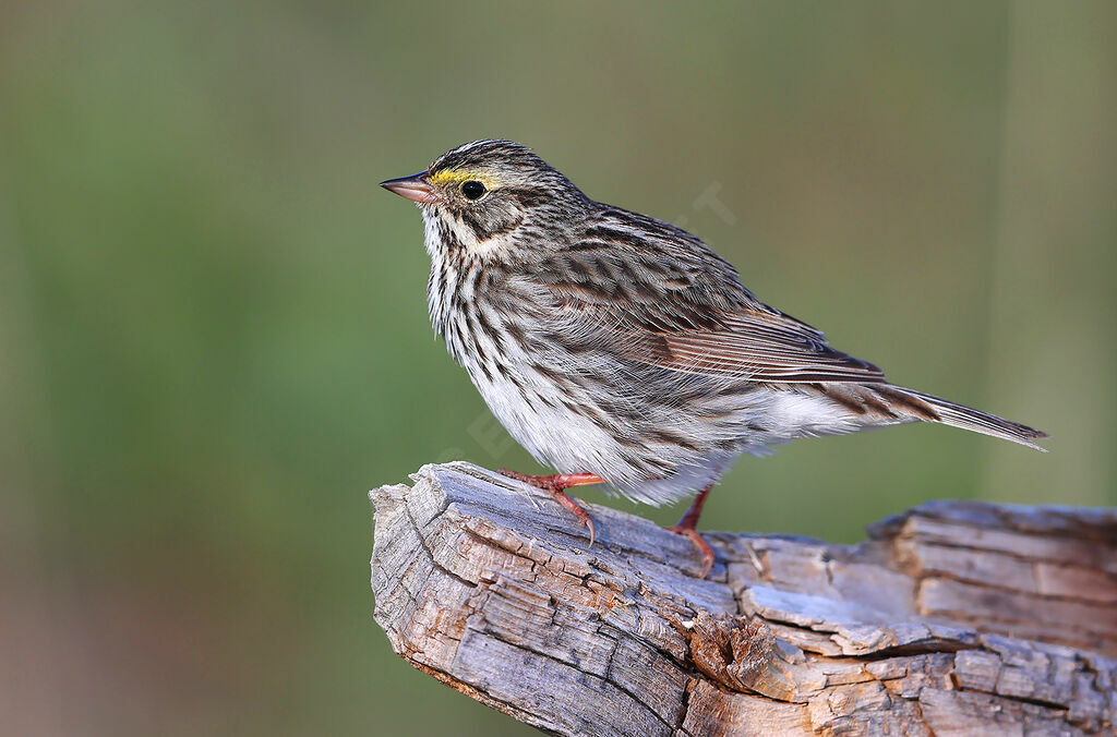 Savannah Sparrow male adult, identification