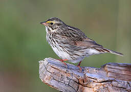 Savannah Sparrow