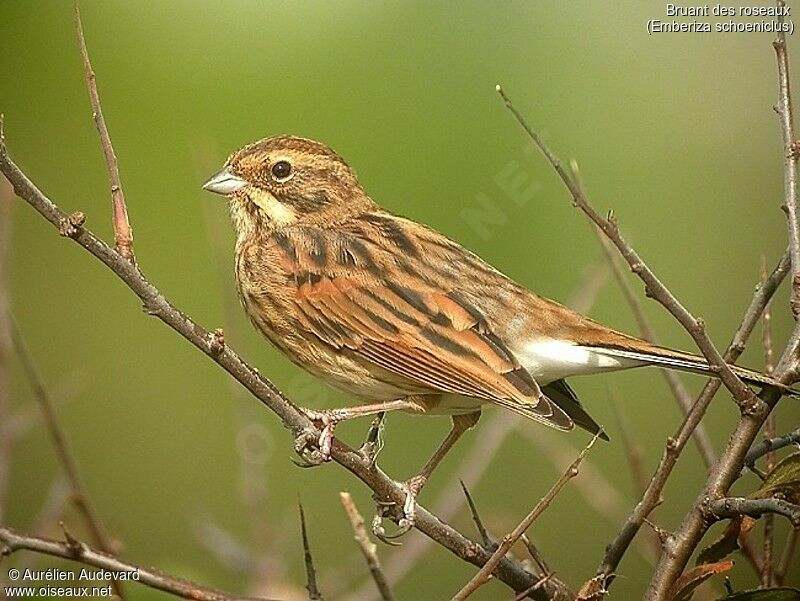 Common Reed Bunting