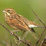 Common Reed Bunting