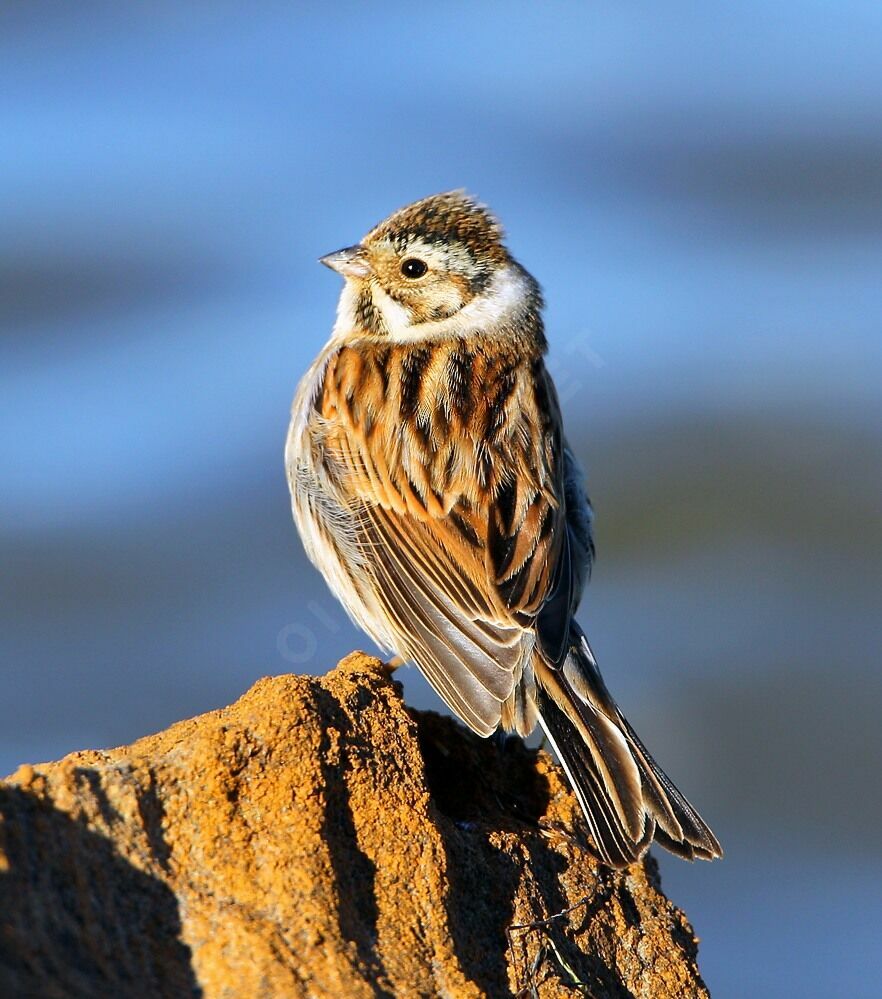 Bruant des roseaux, identification