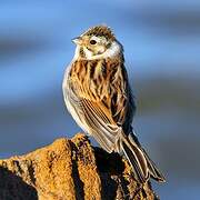 Common Reed Bunting