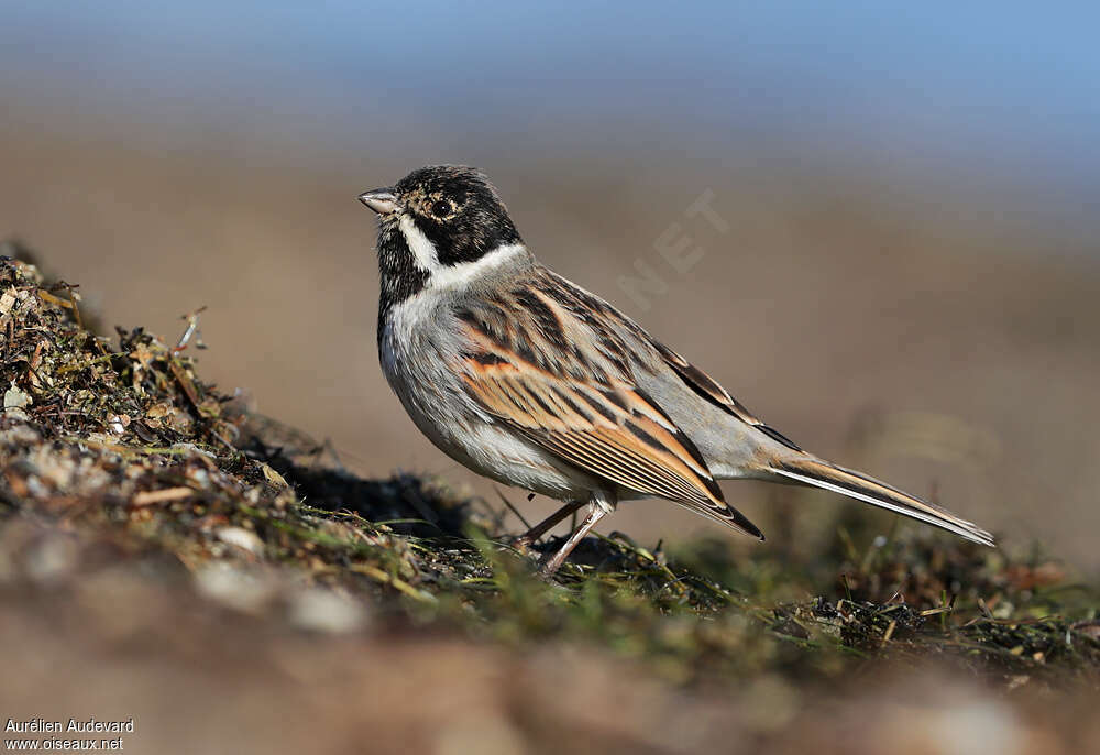 Common Reed Bunting male adult transition, identification