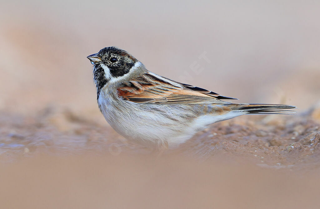 Bruant des roseaux mâle, identification