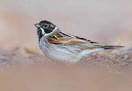 Common Reed Bunting