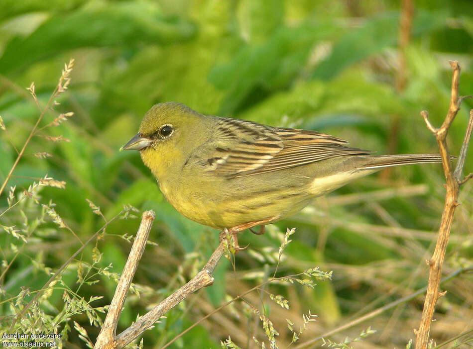 Yellow Bunting male adult breeding