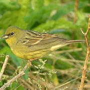 Yellow Bunting