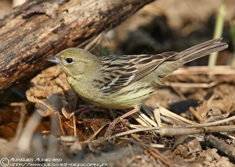 Yellow Bunting, identification