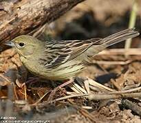 Yellow Bunting