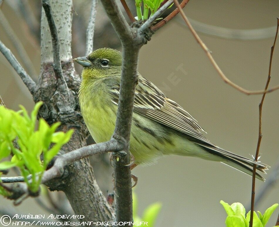 Yellow Bunting male adult breeding, identification